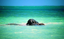 Belize-Belize Coast-Reef Atoll Kayaking Getaway